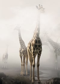 Fotokonst med flera giraffer som sticker upp genom dimma-7