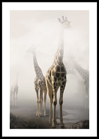 Fotokonst med flera giraffer som sticker upp genom dimma-0