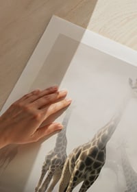 Fotokonst med flera giraffer som sticker upp genom dimma-9