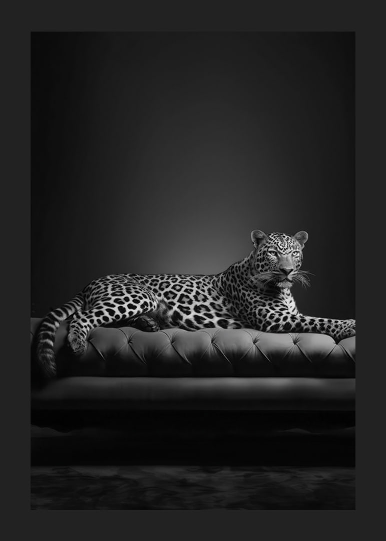 Black and white leopard lying on an elegant sofa, photographic-12