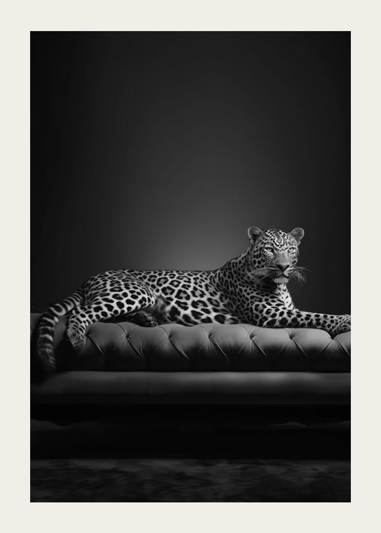 Black and white leopard lying on an elegant sofa, photographic-12