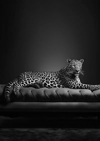 The Pet Leopard B&W-3