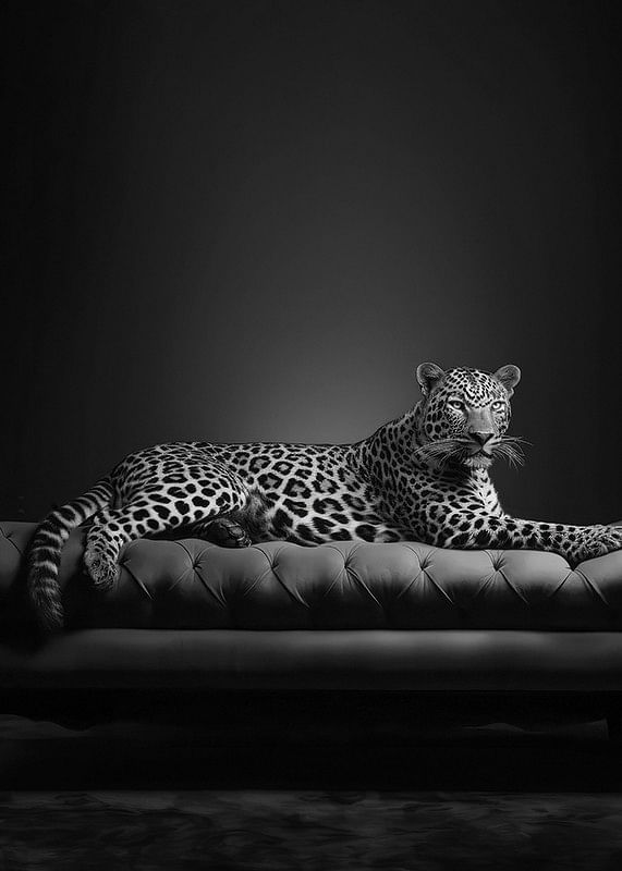 The Pet Leopard B&W-12