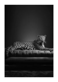 The Pet Leopard B&W-1