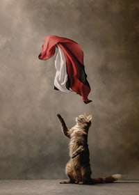 Standing cat reaches for sweeping red black white satin cloth-7