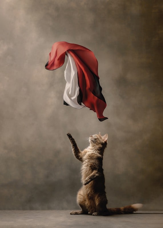 Standing cat reaches for sweeping red black white satin cloth-12