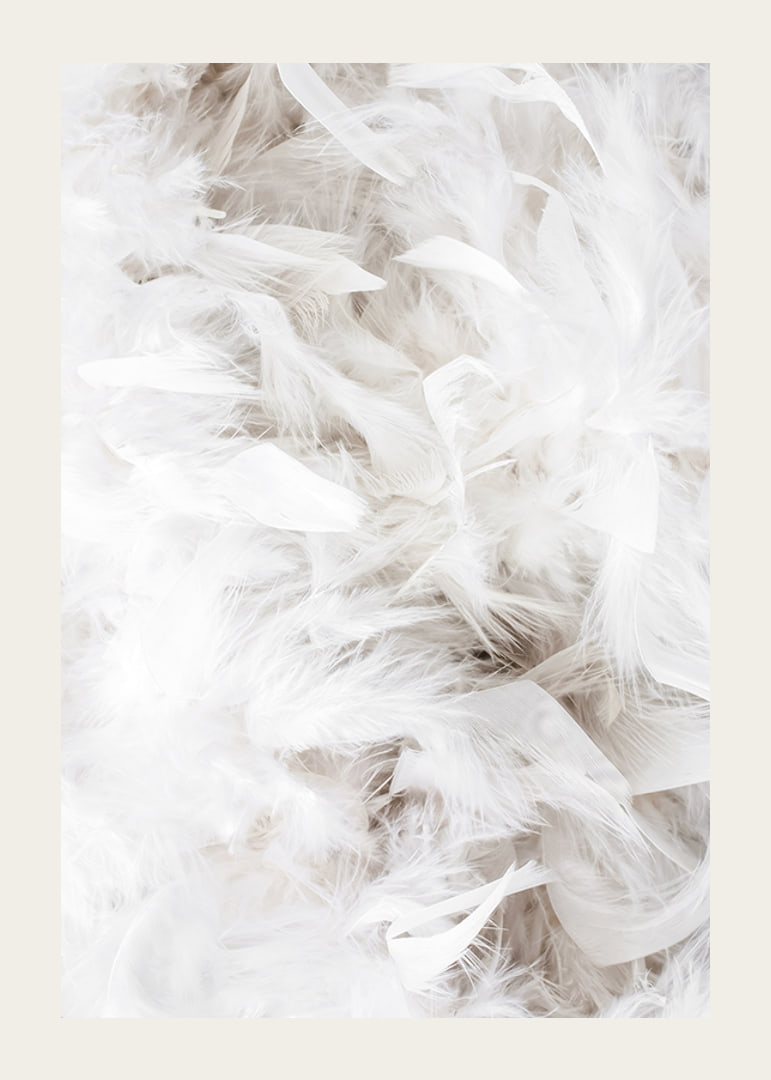 Close-up of soft white feathers in light and airy composition-12