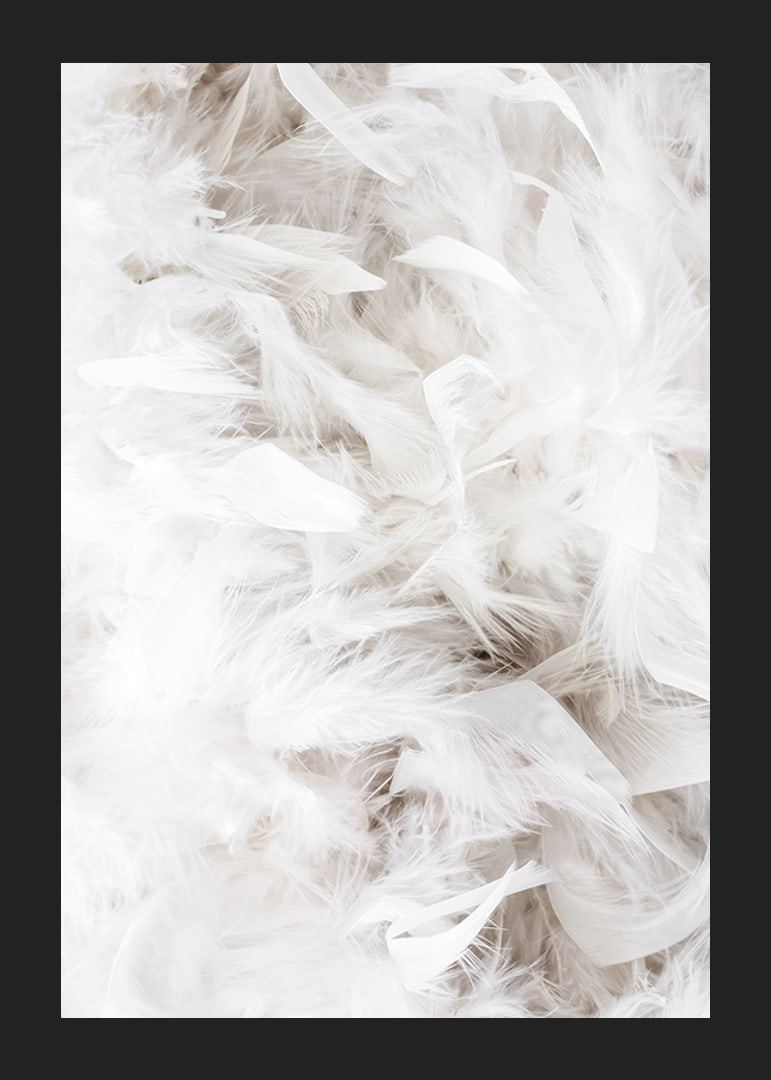 Close-up of soft white feathers in light and airy composition-12