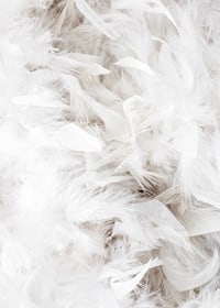 Close-up of soft white feathers in light and airy composition-7