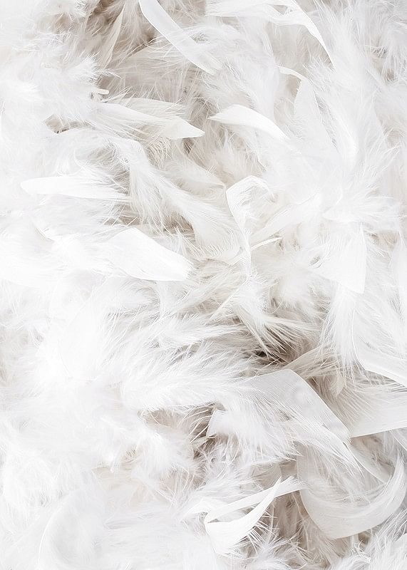 White Feathers-12