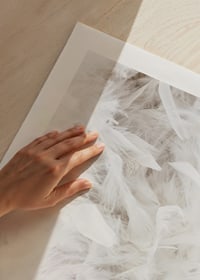 Close-up of soft white feathers in light and airy composition-9