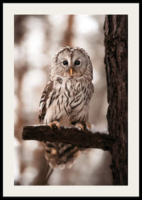 Gufo fotografico con piumaggio luminoso su un ramo innevato-2