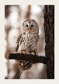 Gufo fotografico con piumaggio luminoso su un ramo innevato-3