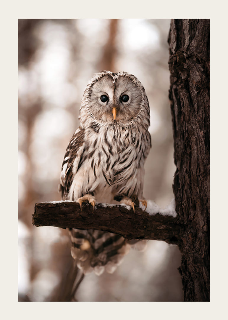 Gufo fotografico con piumaggio luminoso su un ramo innevato-12
