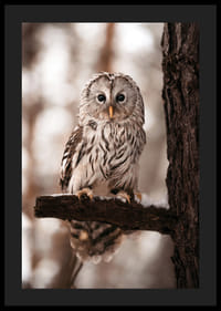Gufo fotografico con piumaggio luminoso su un ramo innevato-4