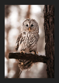 Gufo fotografico con piumaggio luminoso su un ramo innevato-5