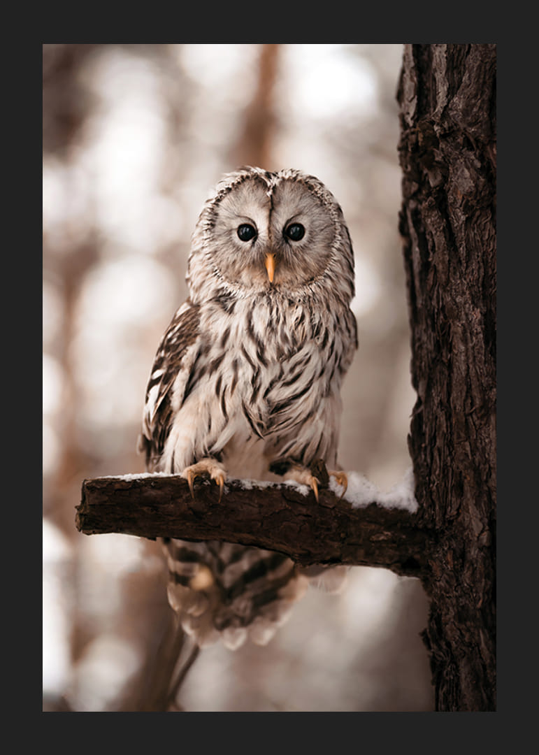 Gufo fotografico con piumaggio luminoso su un ramo innevato-12