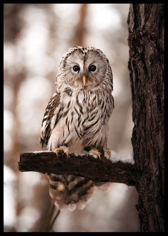 Owl-12
