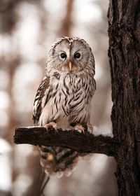 Owl-3