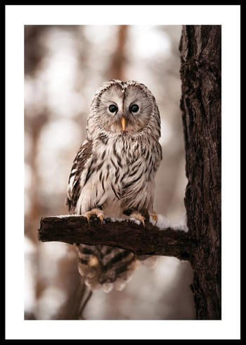 Poster Owl