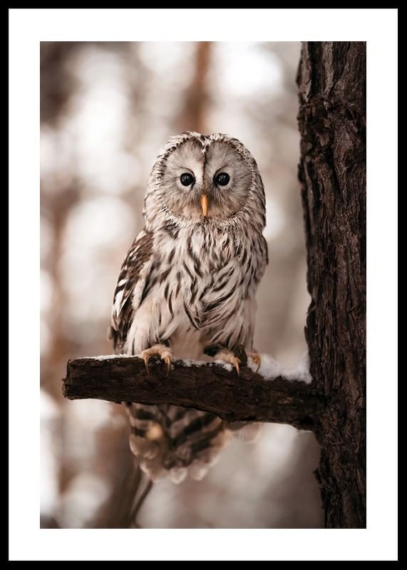 Owl-12