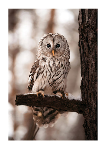 Poster Owl