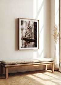 Owl-4