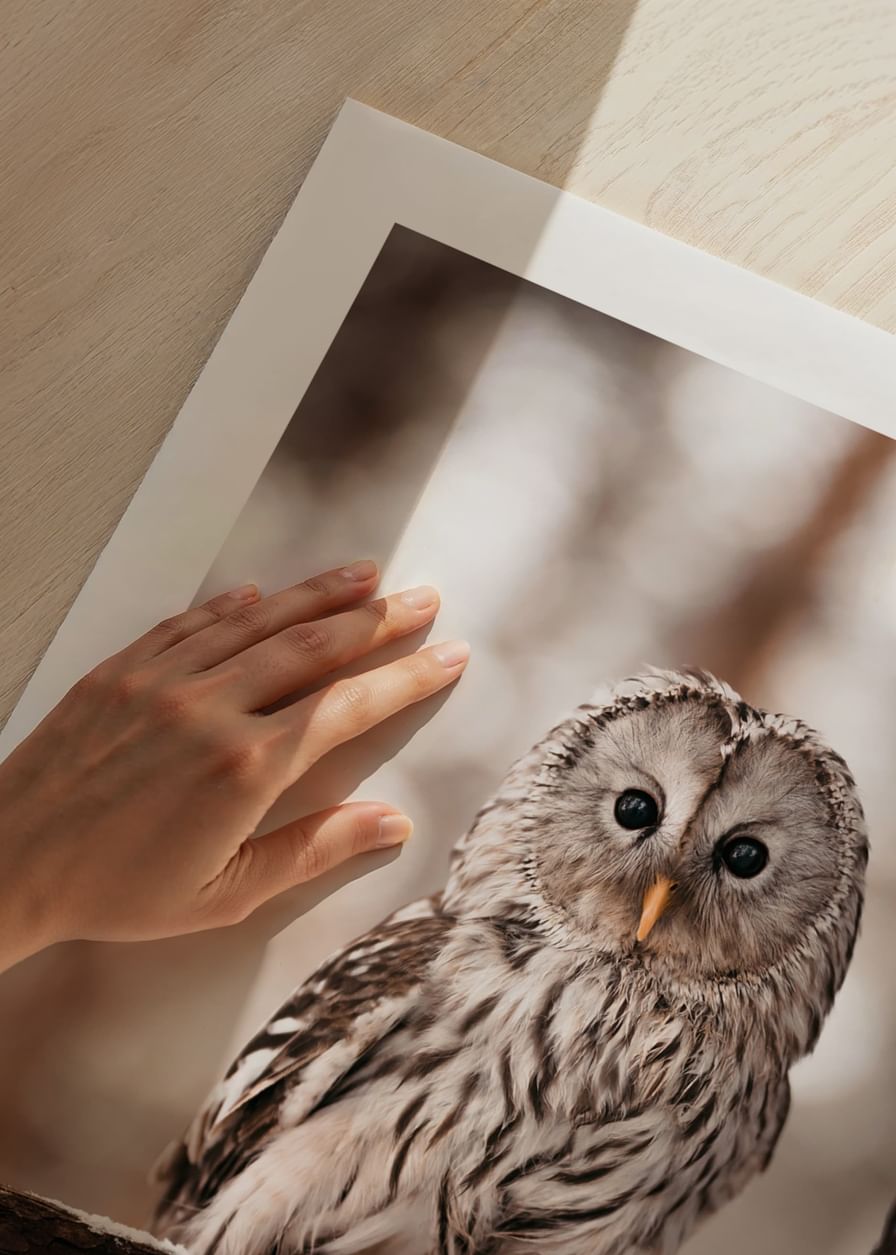 Owl-12