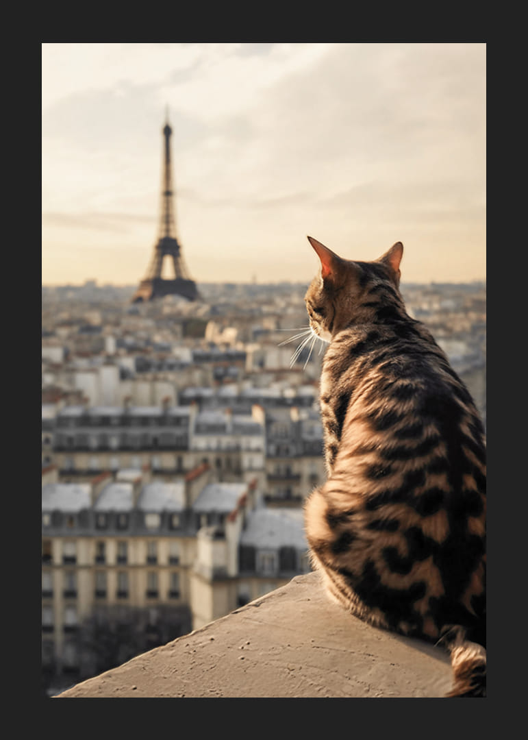 Photographic cat with patterned fur looks out over Paris and the Eiffel Tower in warm evening light-12