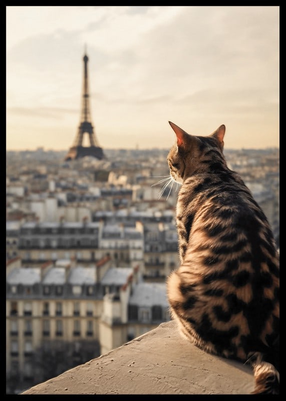 Fotografische Katze mit gemustertem Fell blickt im warmen Abendlicht auf Paris und den Eiffelturm-12
