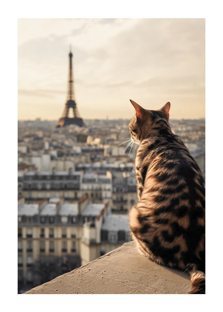 Fotografische Katze mit gemustertem Fell blickt im warmen Abendlicht auf Paris und den Eiffelturm-12
