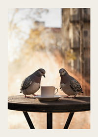 Photograph of two pigeons by coffee cup on cafe table outdoors-3