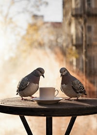 Photograph of two pigeons by coffee cup on cafe table outdoors-7