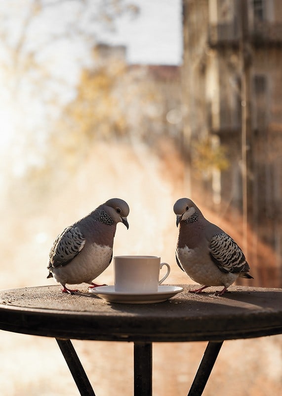 Photograph of two pigeons by coffee cup on cafe table outdoors-12