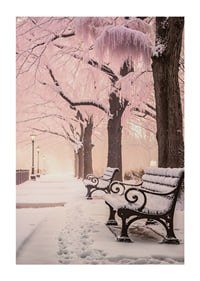 Fotografi av vinterpark med snötäckta bänkar och rosa träd-1
