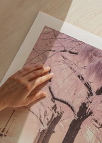 Fotografi av vinterpark med snötäckta bänkar och rosa träd-9