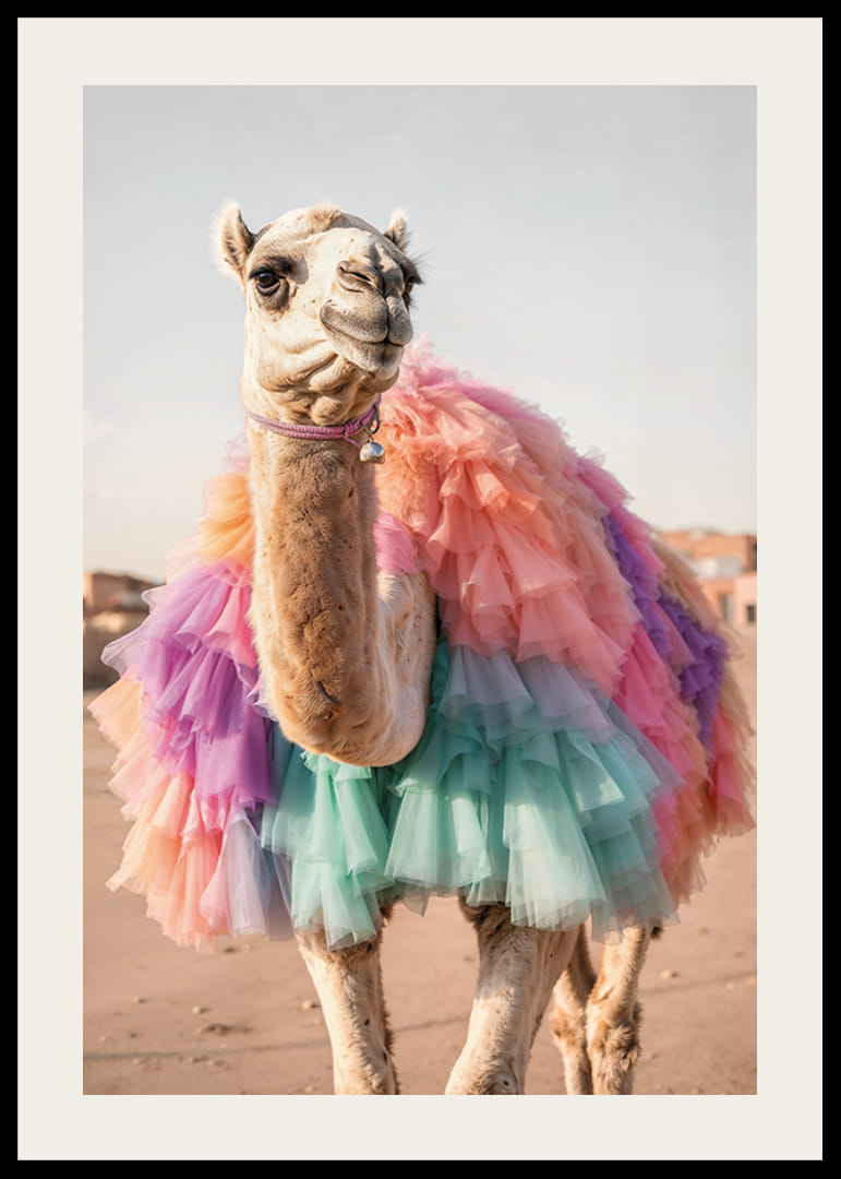 Wielbłąd z kolorową pastelową spódnicą z tiulu na piaszczystym tle-12