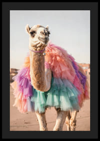 Wielbłąd z kolorową pastelową spódnicą z tiulu na piaszczystym tle-4