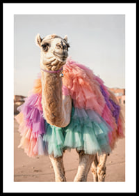 Camel with colorful pastel tulle skirt on sandy background-0