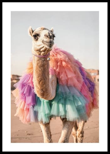 Plakat Camel In Colors