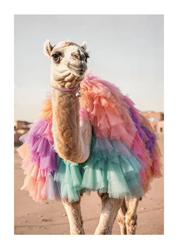 Poster Camel In Colors