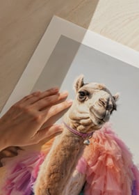 Camel with colorful pastel tulle skirt on sandy background-9