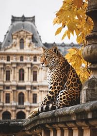 Jaguar Watching-3