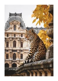Jaguar Watching-1
