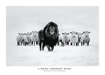 Poszter A Mane Amongst Wool