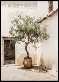 Photograph of olive tree in pot against sun-bleached wall-6