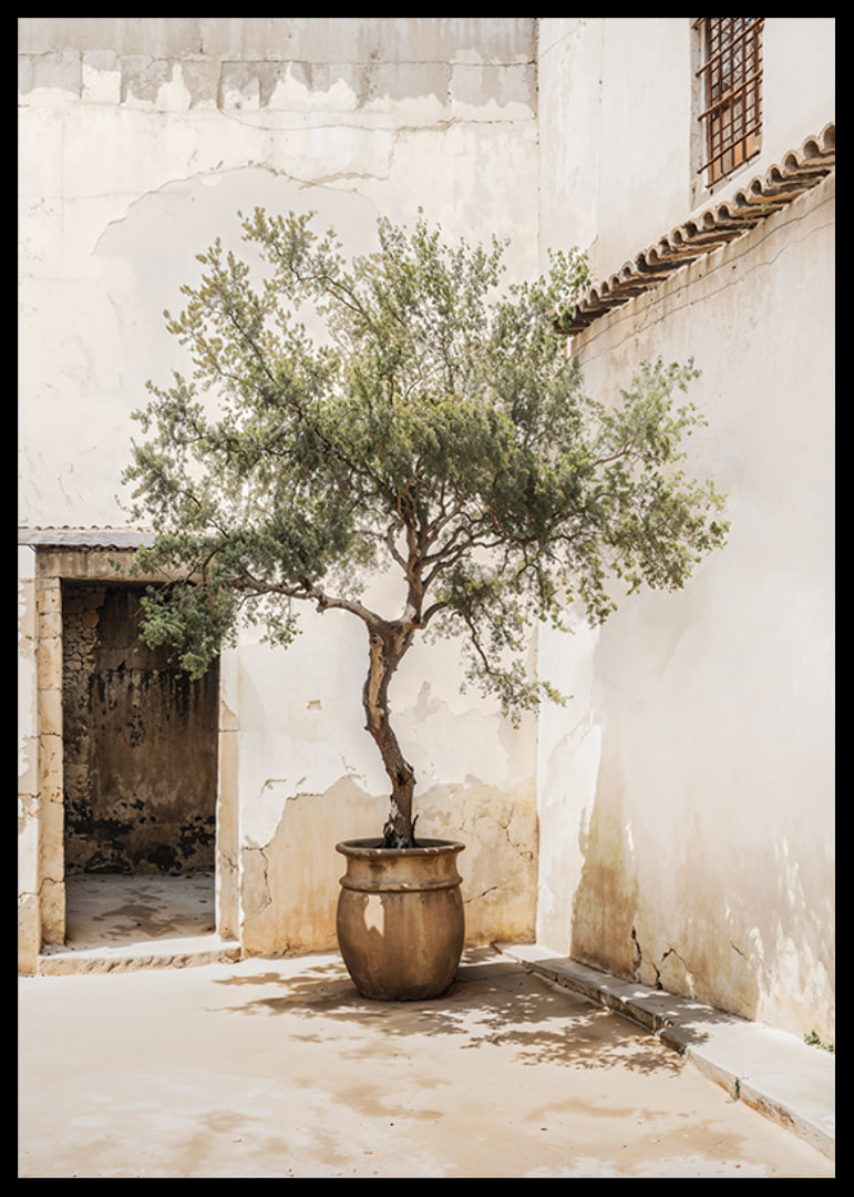 Photograph of olive tree in pot against sun-bleached wall-12