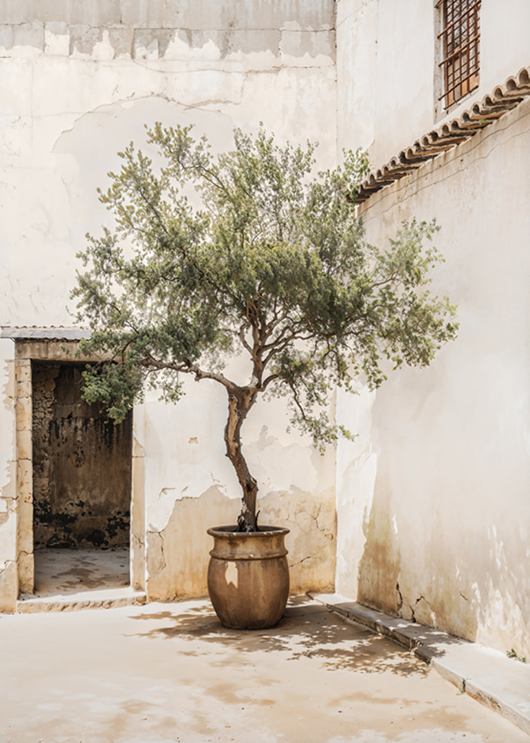 Photograph of olive tree in pot against sun-bleached wall-12