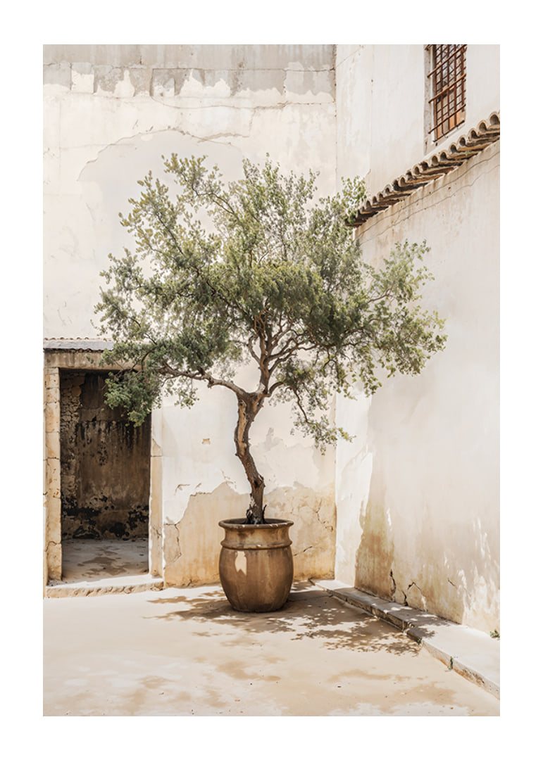 Photograph of olive tree in pot against sun-bleached wall-12