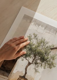 Photograph of olive tree in pot against sun-bleached wall-9